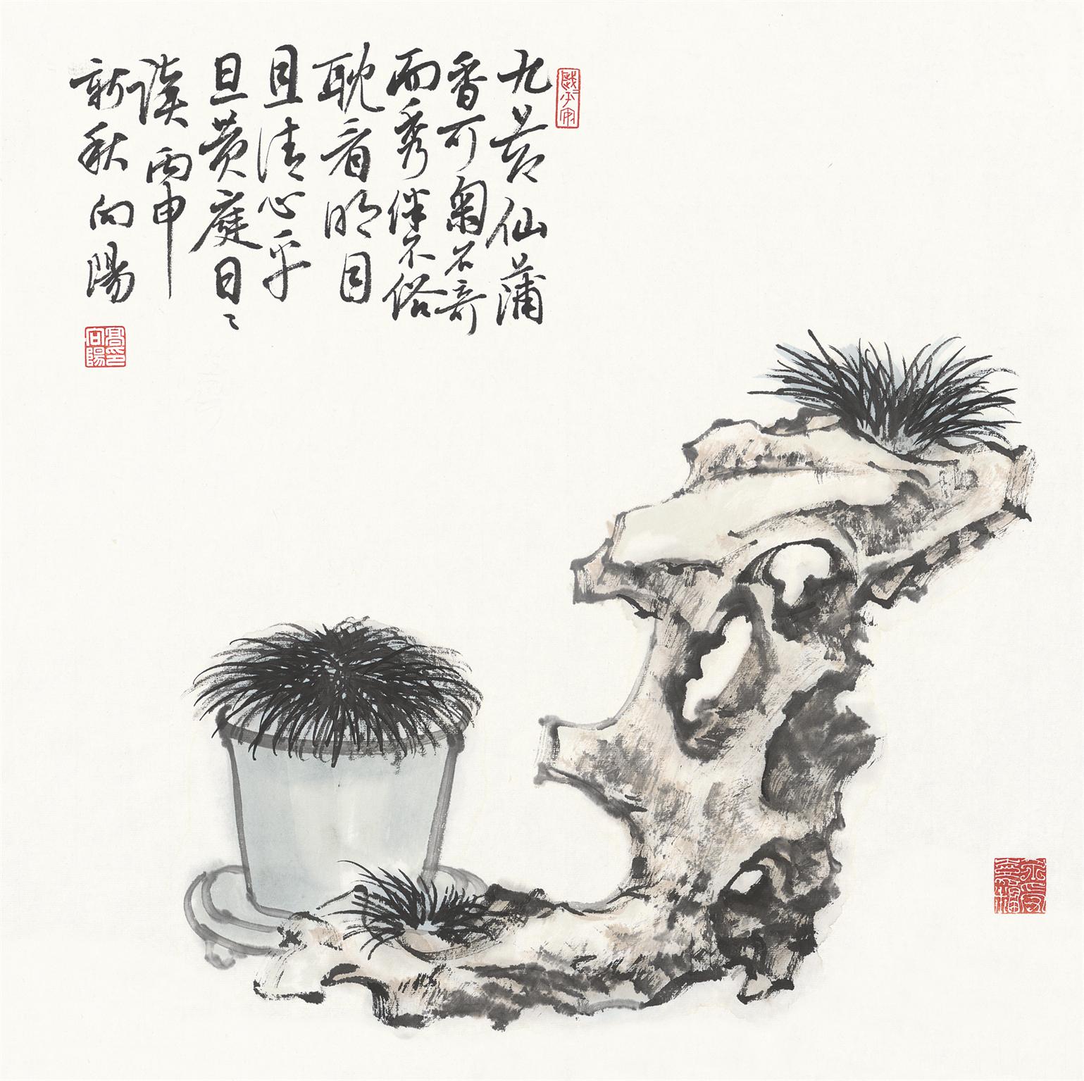 奇石菖蒲
